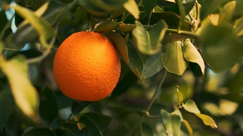 Asian woman hand picking organic oranges in an orange orchard. Close up Stock Footage 94849063
