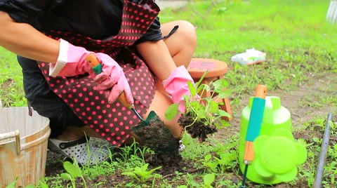 Asian woman planting organic vegetable in home garden Stock Footage