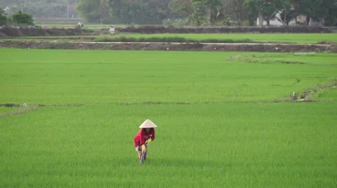 Asian woman in triangular hat is working with a chopper on the agricultural land Stock Footage 67536117