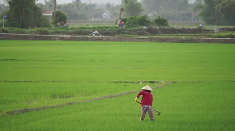 Asian woman in triangular hat is working with a chopper on the agricultural land Vídeo Stock 67536544