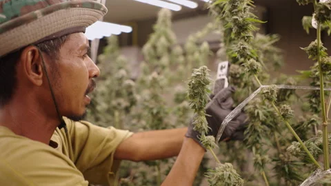 Asian worker checking maturity stage of an indoor medicinal plantation Stock Footage 235582317