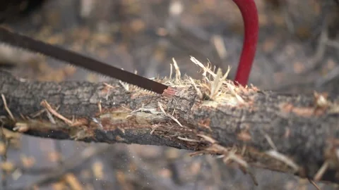 Asian worker saw log, dead tree to small pieces for next process. Stock Footage 205599898