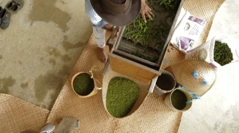 Asian Workers Processing Of Black Pepper Stock Footage 61462784