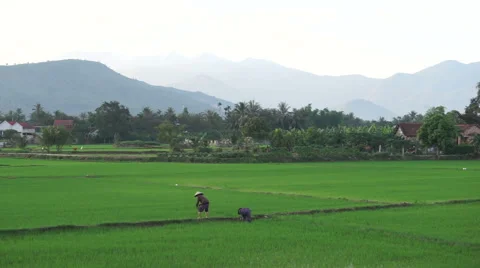 Asian workers in triangular hats reap a grass on the agricultural land of Stock Footage 67536674