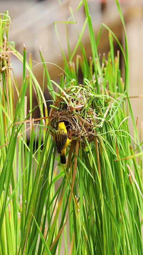 Asian Yellow Weaver Bird Constructing Intricate Nest in Tall Green Reeds Stock Footage 339424236