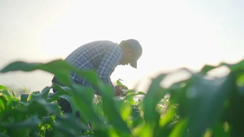 Asian young farmer working in a cornfield. Video stock 244292894