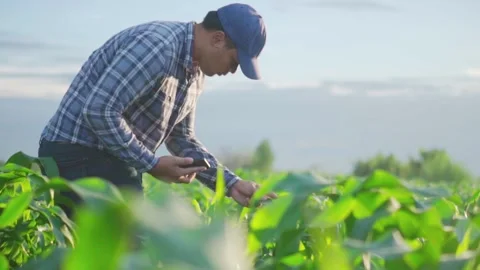 Asian young farmer working in a cornfield. Video stock 244292931