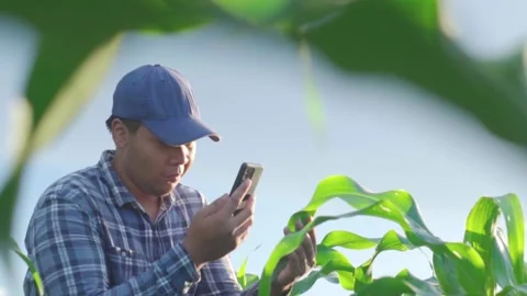 Asian young farmer working in a cornfield. Video stock 244292935