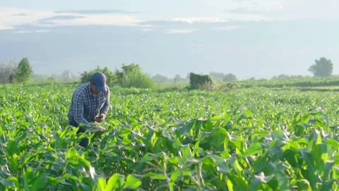 Asian young farmer working in a cornfield. 動画素材 244293012