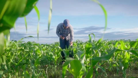 Asian young farmer working in a cornfield. Stock-Footage 244293013