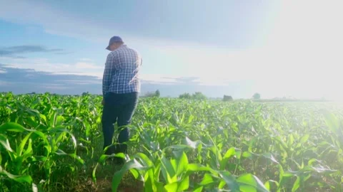 Asian young farmer working in a cornfield. Video stock 244293015