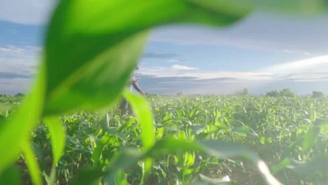 Asian young farmer working in a cornfield, inspecting and tuning irrigation .. 動画素材 244293018