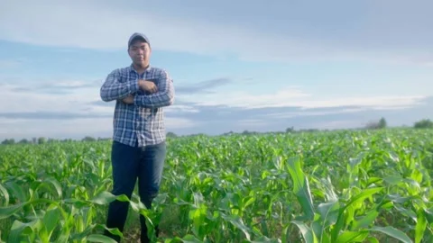 Asian young farmer working in a cornfield.Smart farming concept. Video stock 244292999
