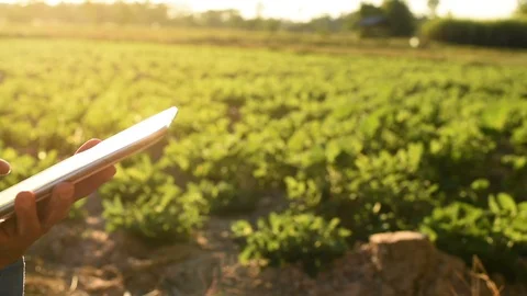 Asian young female farmer using tablet on her agricultural field in Thailand. Stock Footage 100568880