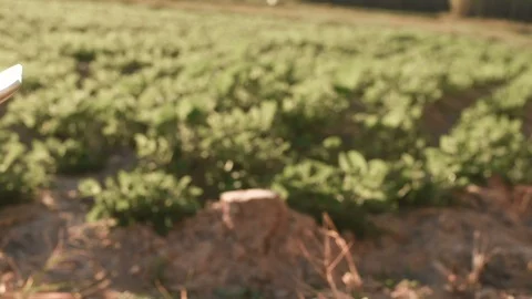 Asian young female farmer using tablet on her agricultural field in Thailand. Stock Footage 100568907