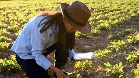Asian young female farmer using tablet on her agricultural field in Thailand. Stock Footage 100569059