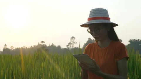Asian young female farmer using tablet on her paddy field in Thailand. Farmer at Stock Footage 118467944