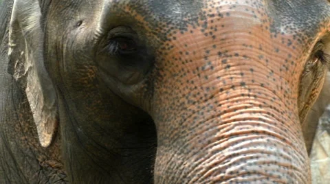Asiand elephant face Stock Footage 68678306