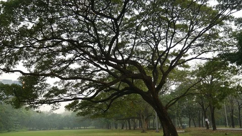 Asians jogging under trees Stock-Footage 106806945