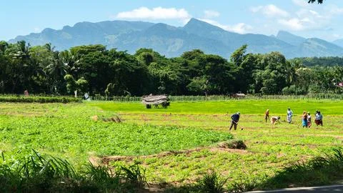 Asians work in the fields, harvest Stock Photos