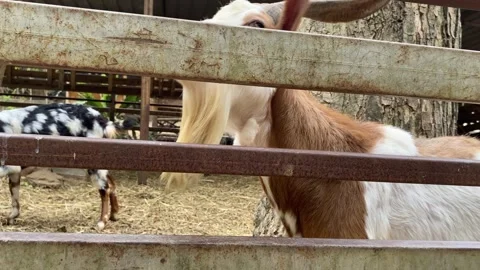 AsiaSurrounded fence, cute white brown goat with beards at zoo daytime, Thailand Stock Footage 249934853