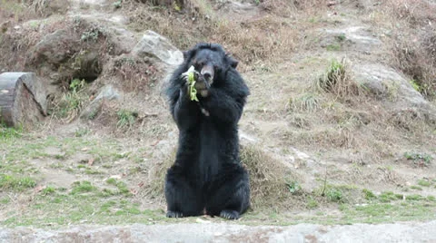 Asiatic black bear full height Video stock 24726731