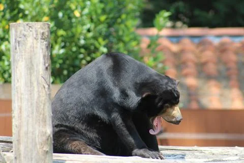 Asiatic black bear in its enclosure at the zoo Stock Photos
