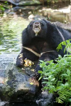 Asiatic black bear Stock Photos