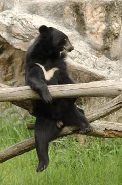Asiatic black bear Foto stock