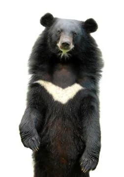 Asiatic black bear 写真素材