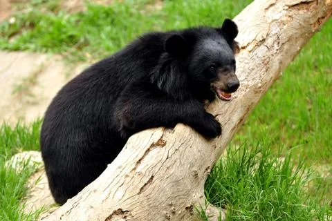 Asiatic black bear Stock Photos