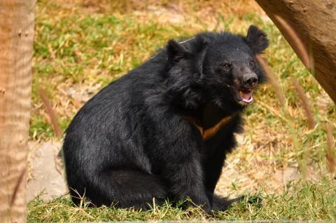 Asiatic black bear Stock Photos
