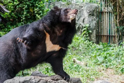 Asiatic black bear Stock Photos