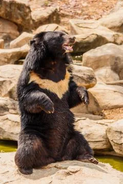 Asiatic black bear Stock Photos