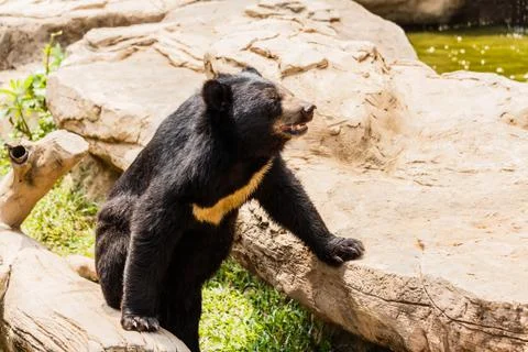 Asiatic black bear Stock Photos