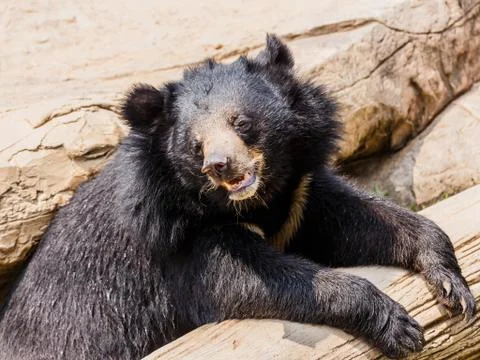 Asiatic black bear Stock Photos
