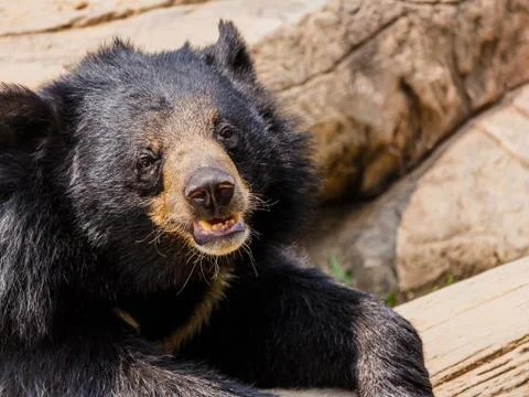 Asiatic black bear Stock Photos