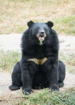 Asiatic black bear Foto stock