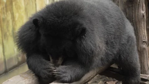 An Asiatic black bear is resting on a log in a wildlife sanctuary. Stock Footage 293116176