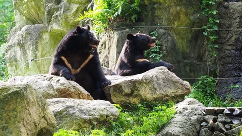 Asiatic black bear resting on rocks with another black bear Stock Footage 90593066