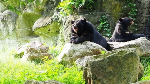 Asiatic black bear resting on rocks with another black bear Stock Footage 90597345