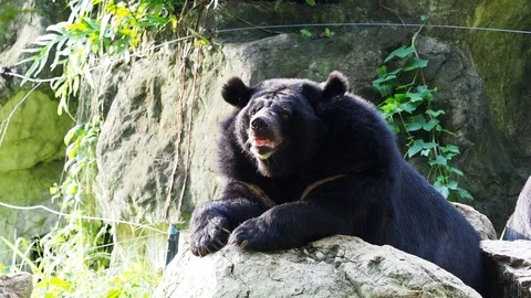 Asiatic black bear resting on rocks in close up Stock Footage 90598751