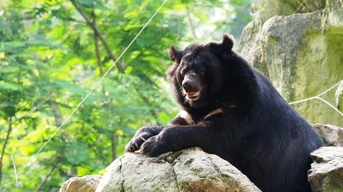 Asiatic black bear resting on rocks in close up Stock Footage 90602180