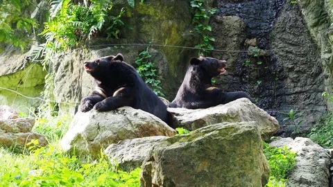 Asiatic black bear resting on rocks with another black bear Stock Footage 90738451