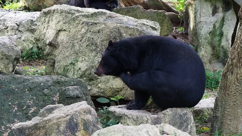 Asiatic black bear scratching its neck and smelling its feet Stock Footage 90641488
