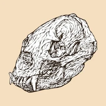 Asiatic black bear skull head vector illustration Stock Illustration