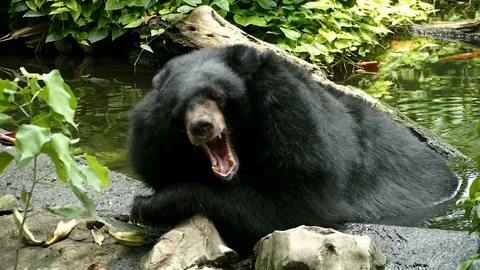 Asiatic Black Bear ( Ursus thibetanus, Himalayan Black Bear ) yawning sleeping Stock Footage 100139828