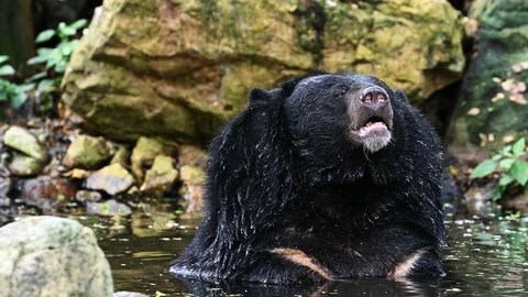 Asiatic black bear in water Stock-Footage 111165641