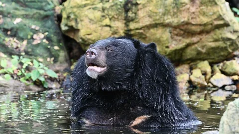 Asiatic black bear in water Video stock 111165744