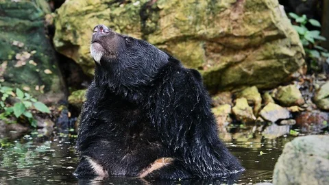 Asiatic black bear in water Video stock 116600997